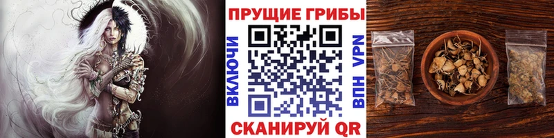 Псилоцибиновые грибы Psilocybe  Купить где  Сясьстрой 